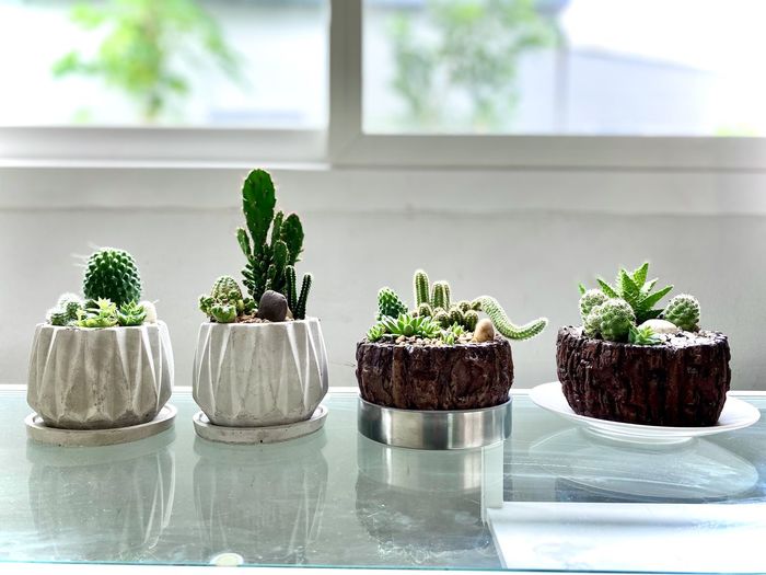 Potted plants on table