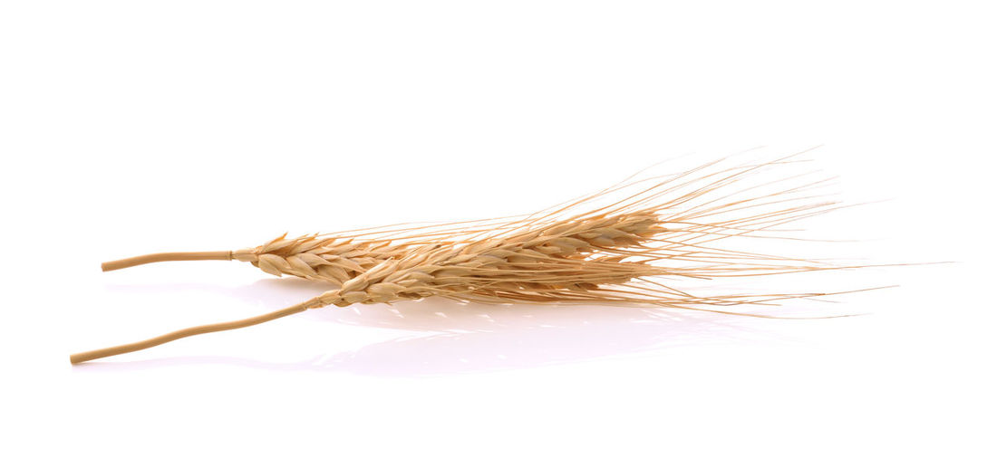 cereal plant