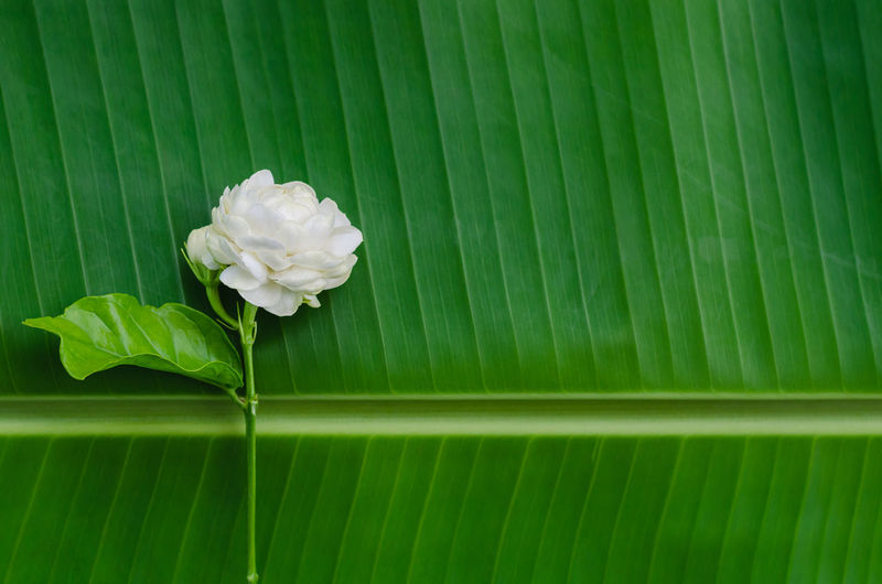 Jasmine flower with its leaf on banana leaf for mother day concept in thailand on august.