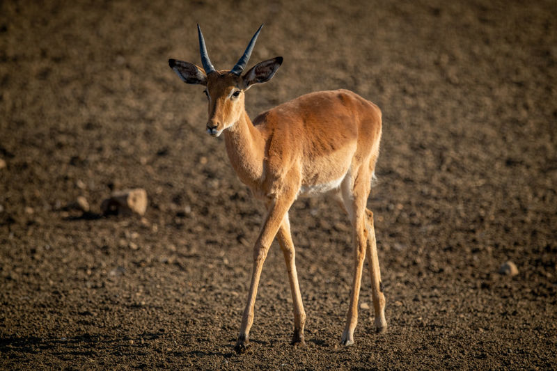 Male common impala walks over bare earth