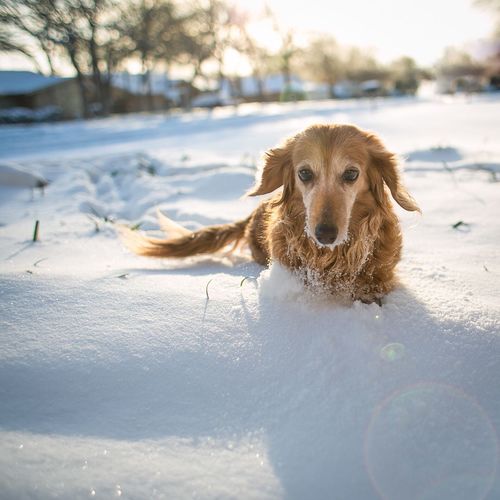 Brown dog resting in snow