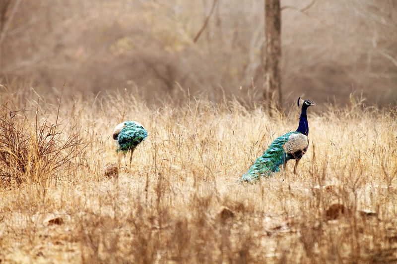 Peacocks on field at ranthambore national park