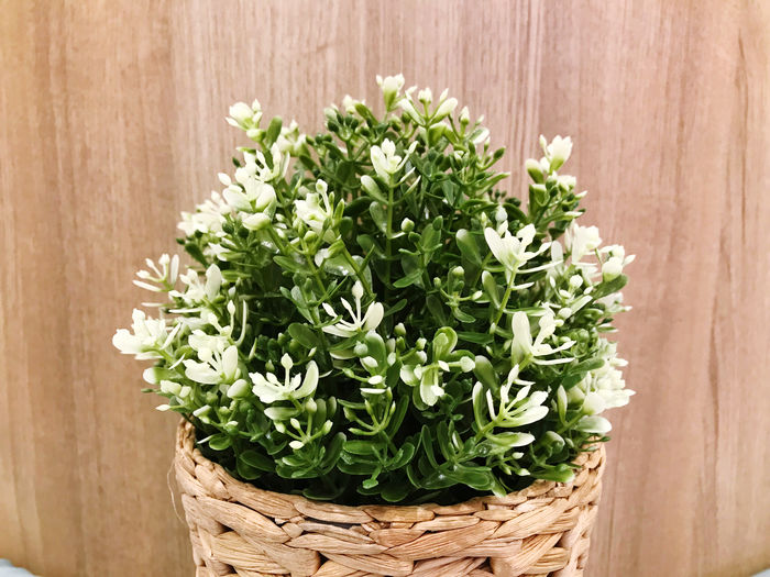 Close-up of potted plant