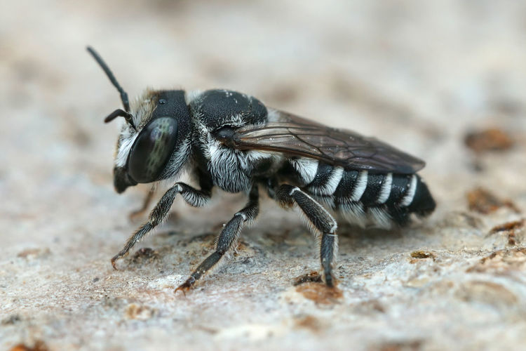 A small black and white leafcutter bee , megachile apicalis, from southern france