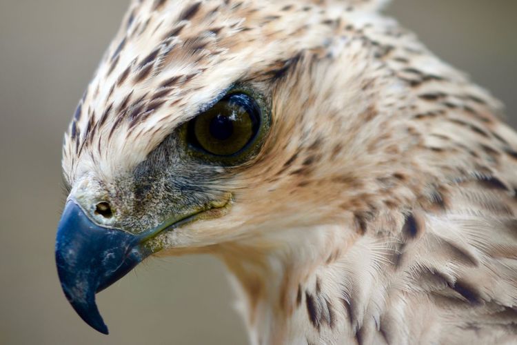 Close-up of bird outdoors