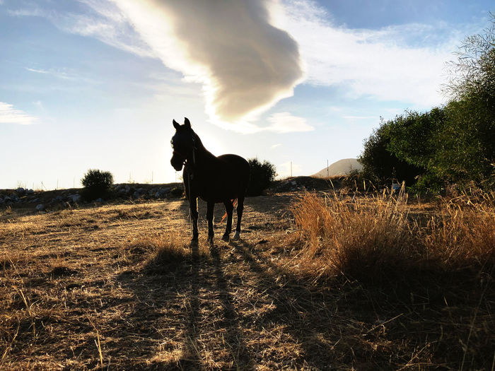 Horse just before sundown