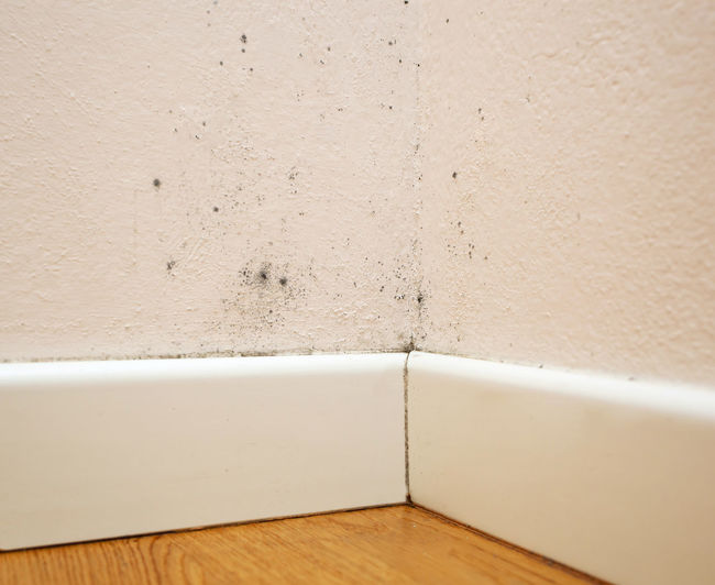 Close up of black mold in the room corner.