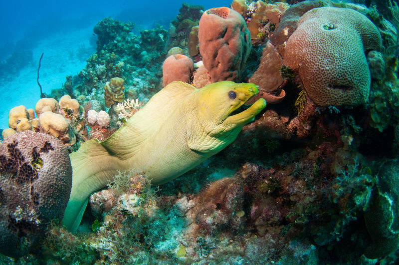 Green moray eel in coral