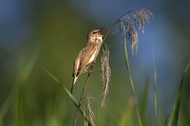 Great reed warbler singing in reeds