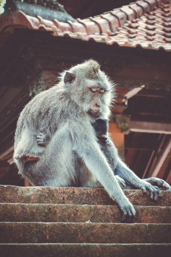 View of animal sitting on wood
