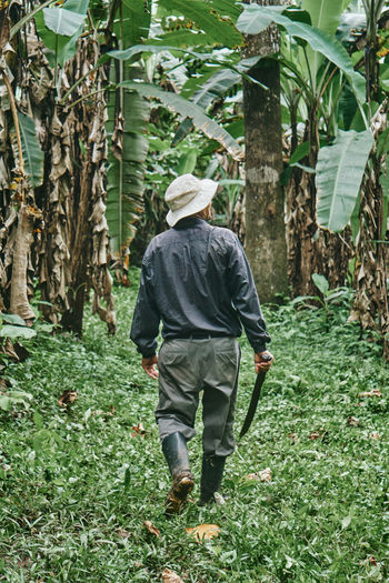 Back view of unrecognizable man in shirt and bucket hat walking with machete looking away with smile during work on ecological banana farm in costa rica