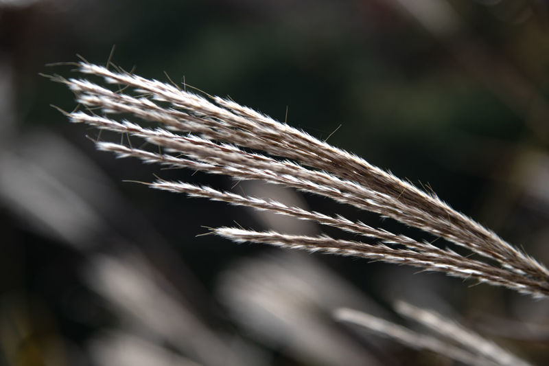 Close-up of wheat growing on field