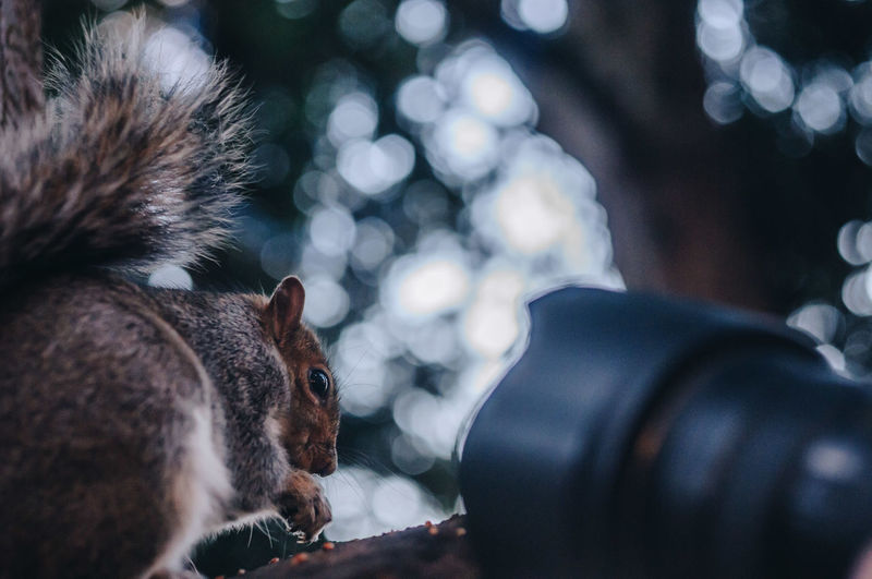Close-up of squirrel being photographed