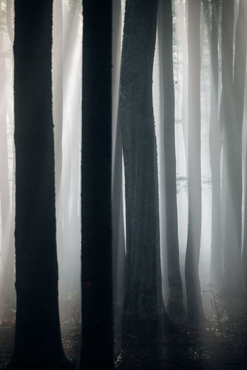 Silhouette trees in forest