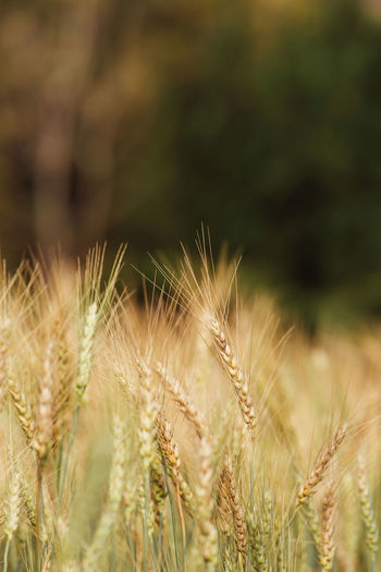 Wheat growing on agricultural field