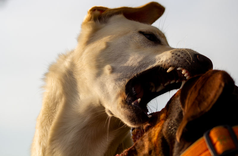 Close-up of a dog over white background