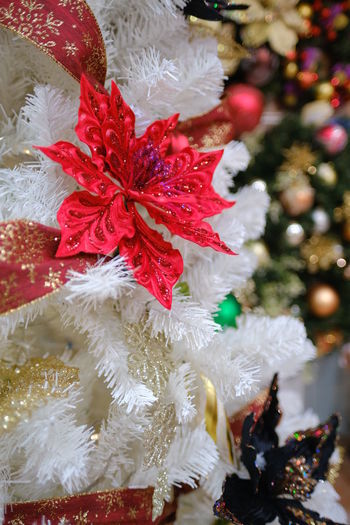 Close-up of christmas tree
