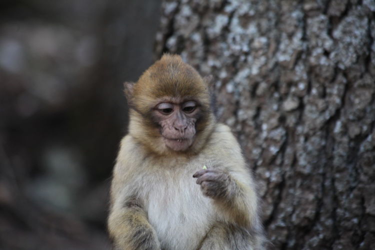 50 Baboon Pictures Hd Download Authentic Images On Eyeem