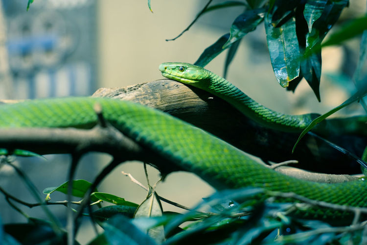 Close-up of snake on tree