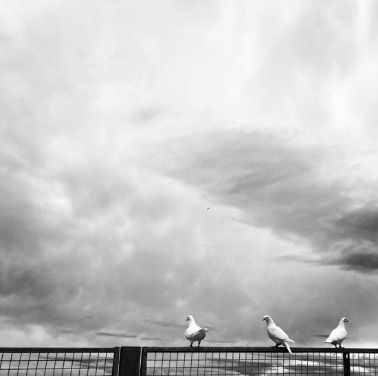 Low angle view of seagulls perching