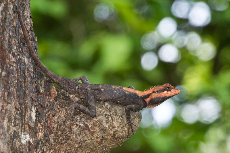 Close-up of forest calotes on tree trunk
