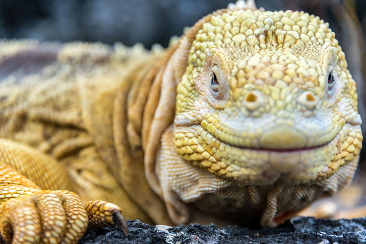 Close-up portrait of galapagos land iguana on rock