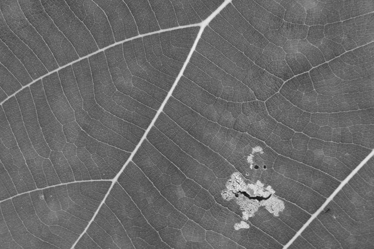 High angle view of leaf on land