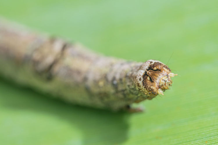 Close-up of caterpillar on leaf