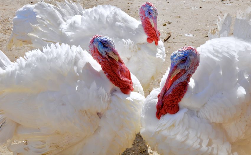 Close-up of turkeys at poultry farm