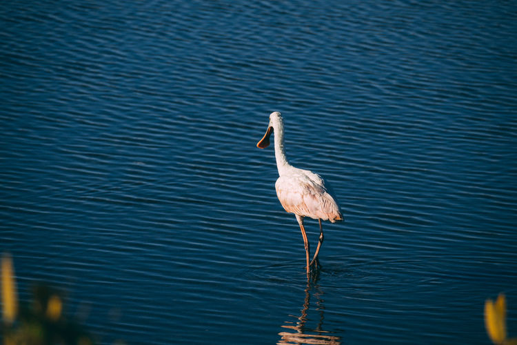 Bird on lake