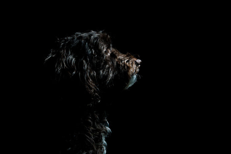 Close-up of dog against black background