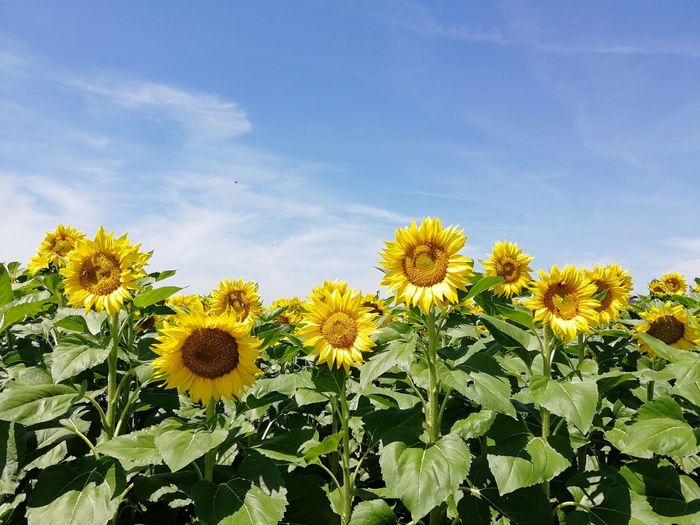 Sunflowers growing at farm against sky during sunny day