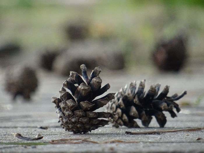 Close-up of pine cone on floor