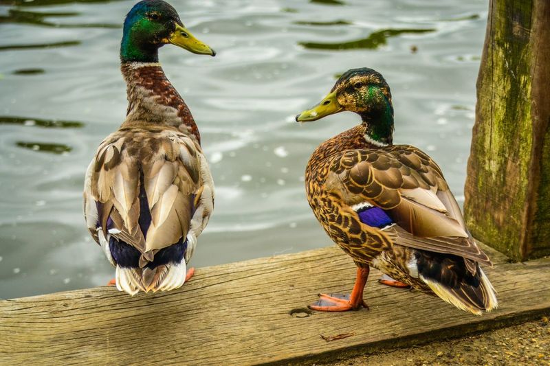 Enten Bilder Süß: Tauche ein in die Welt der niedlichen Enten!