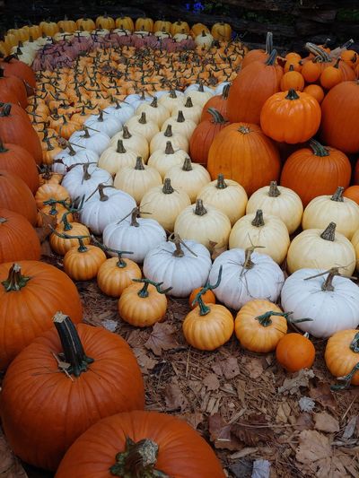 A robust hemisphere of multicolored pumpkins used for decor in farmer's market.