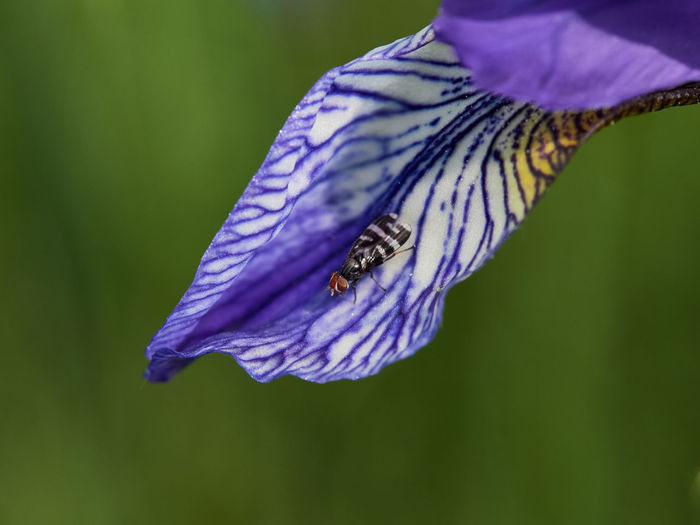 Close-up of fly on wild siberian iris
