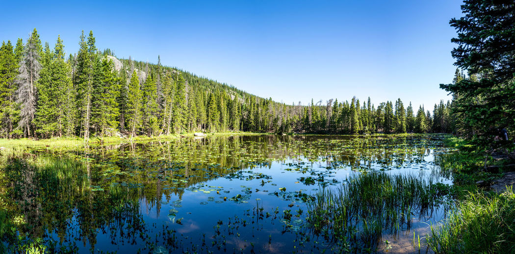 Scenic view of pine trees by lake against sky