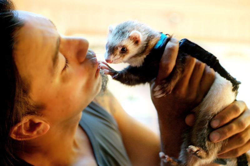 Close-up of man playing with ferret