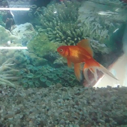 Fish in aquarium