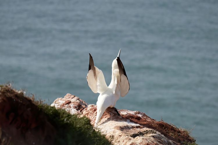 A gannet stands with spread wings on a rock. after landing.