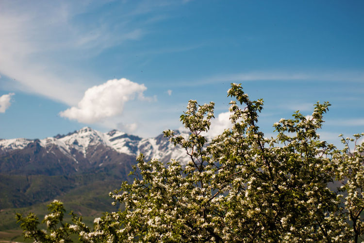 Spring in the mountains