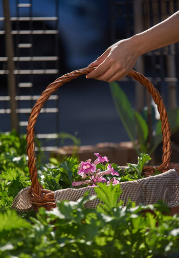 Woman hand holding a basket of vegetable and flower in homegrown garden