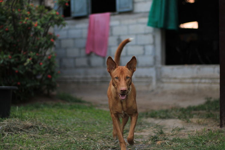 Portrait of dog standing on field