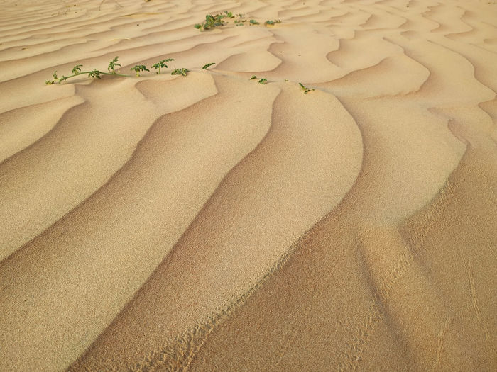 A closeup of sand dune texture