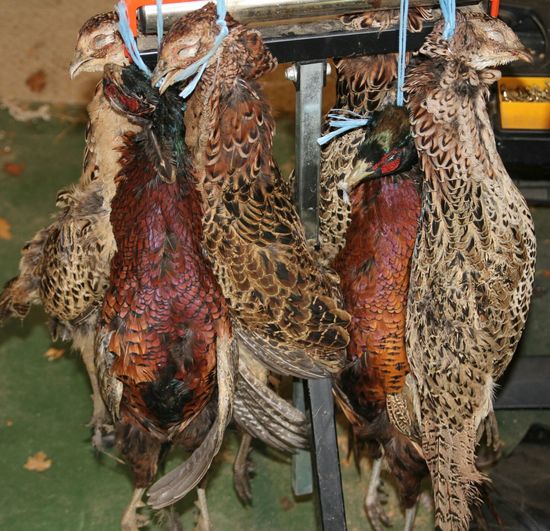 Dead pheasants hanging on wood