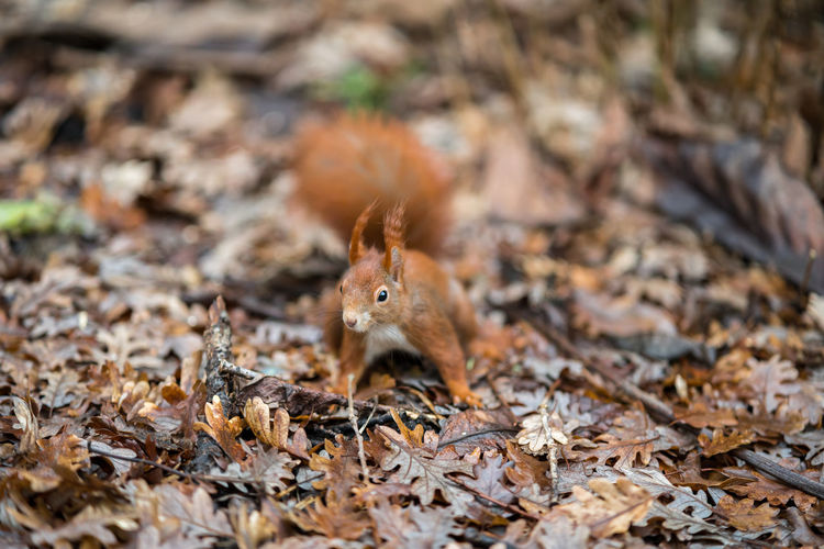 Close-up of squirrel on dry leaves