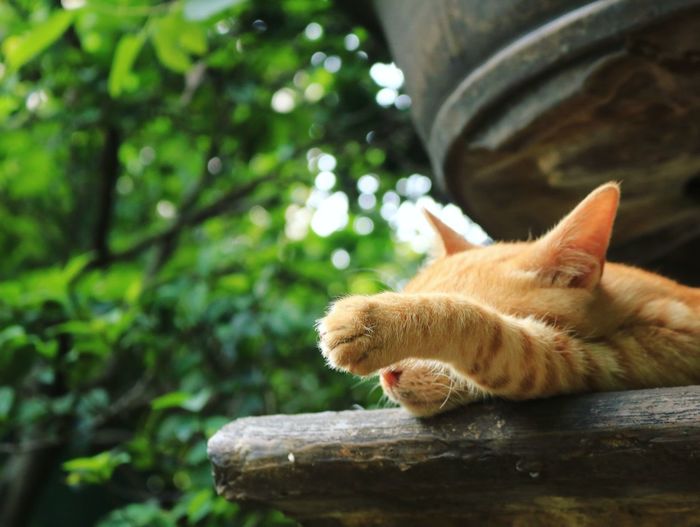 Close-up of ginger cat sleeping on retaining wall