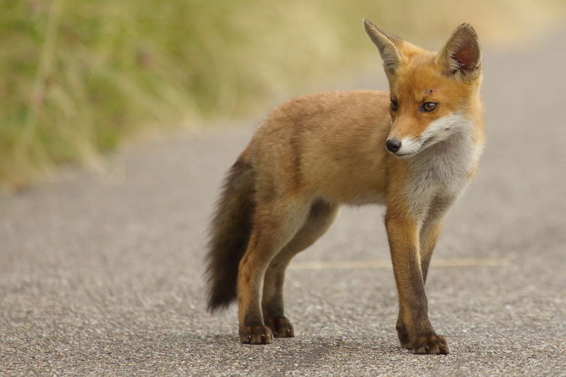 Fox pup on road