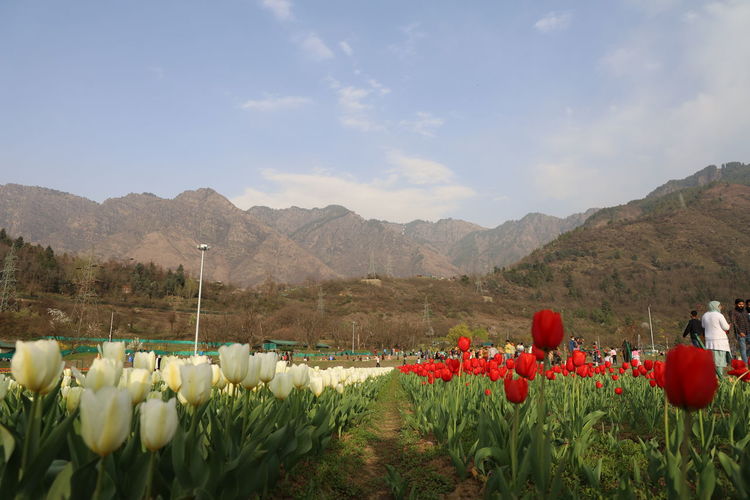 Plants growing on field by mountains against sky, tulip garden srinagar kashmir spring 2021