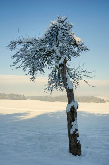 Bare tree on snow covered landscape